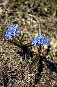 Monti Lessini - Scilla Bifolia